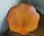 Pelarbord