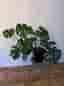 Monstera deliciosa krukväxt grön