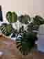 Monstera deliciosa krukväxt grön