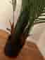 Fin konstväxt palm 160 cm