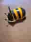 Wheely bug - Humla