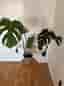 Monstera deliciosa krukväxt grön