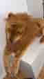 Mjukdjur lejon brun