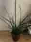 Stor Krukväxt sansevieria cylindrica grön