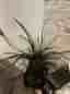 Stor Krukväxt sansevieria cylindrica grön