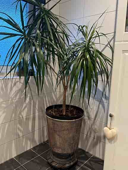 Stor krukväxt Dracena marginata ”drakträd” grön