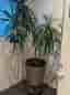 Stor krukväxt Dracena marginata ”drakträd” grön