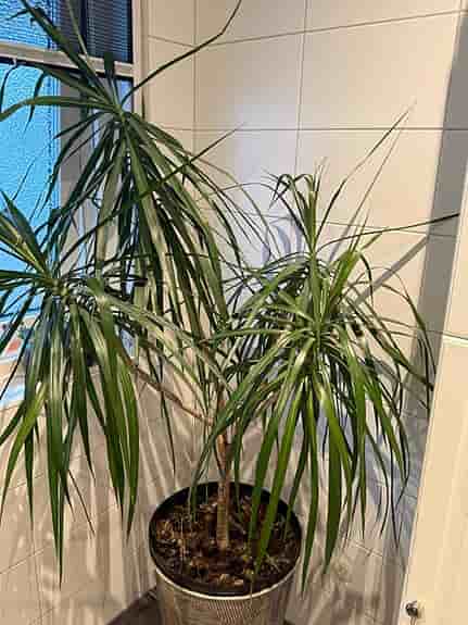 Stor krukväxt Dracena marginata ”drakträd” grön