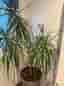 Stor krukväxt Dracena marginata ”drakträd” grön