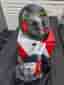 LS2 Rapid II Street Pirates MC-hjälm 3XL (65-66cm)