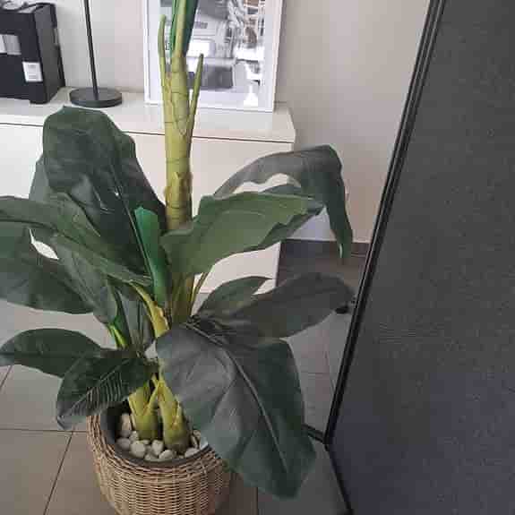 Konstväxt bananplanta grön med korgkruka