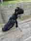 Golden Bear golfset med bag och vagn