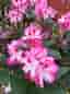 Rhododendron