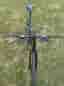 Focus Arriba strl M