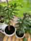 Paradisträd Krukväxt paradisträd grön