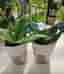 Sansevieria krukväxt grön