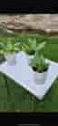 Sansevieria krukväxt grön