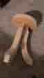 Pall