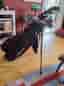 King Cobra helset grafit + Pingputter + stafflibag