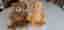 2 st Build-A-Bear nalle, flera outfits