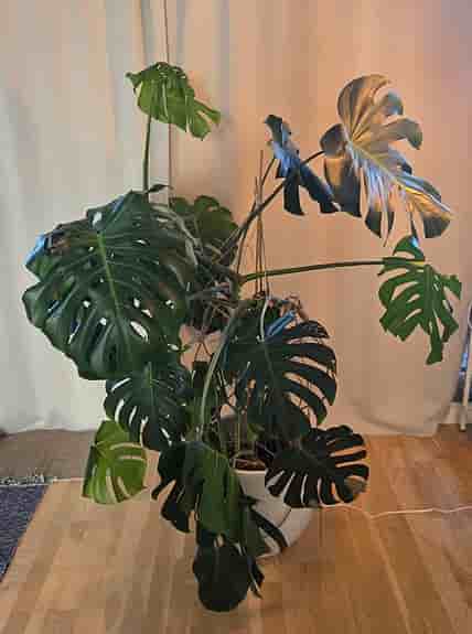 Monstera växt