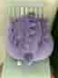 Pokémon Gengar Squishmallow gosedjur lila