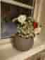 Cooee ball vase grey