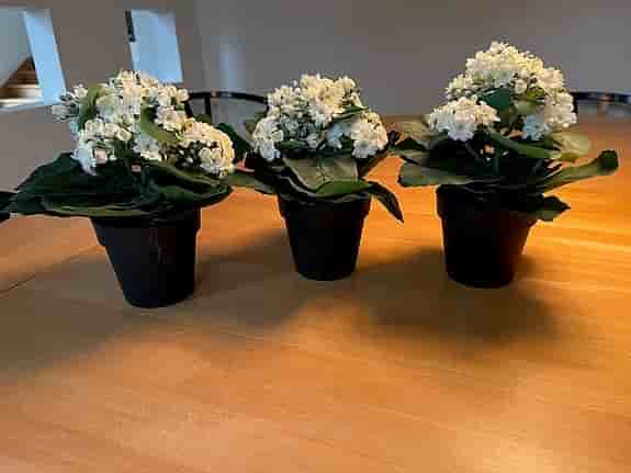 Krukväxter med vita blommor i svarta krukor