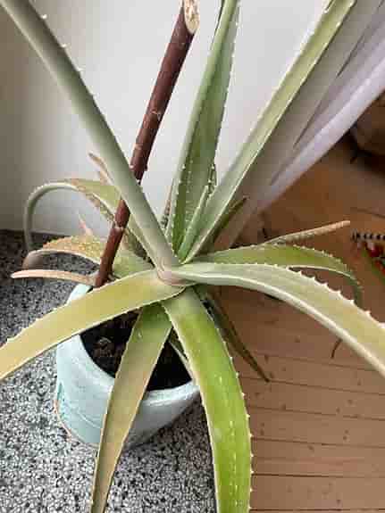 Aloe Vera växt krukväxt i fin kruka