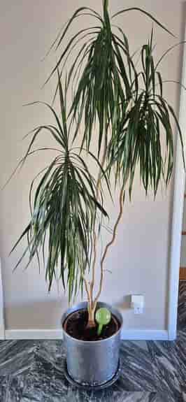 Stor krukväxt dracena - ca 2,10 hög