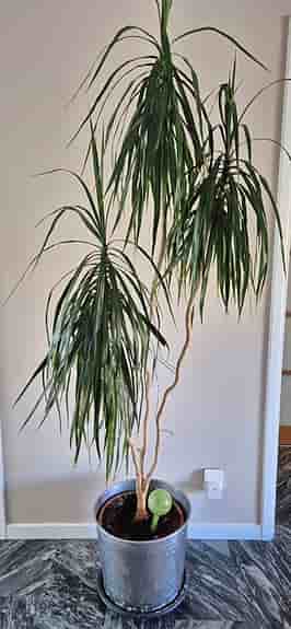 Stor krukväxt dracena - ca 2,10 hög