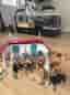 Schleich hästgård med stall, hus och hästfigurer