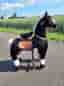 Rullande häst, stor modell. Ponycycle