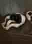 Meta Quest 2 VR-headset med handkontroller vit