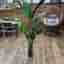 Botanica Strel konstväxt 150 cm grön