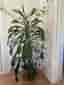 Dracena, 185 cm hög, med 3 plantor i samma kruka