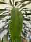 Dracena, 185 cm hög, med 3 plantor i samma kruka