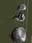 Titleist och Cobra golfklubbor driver/fairway