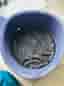 Bollhav (Meow Baby)
