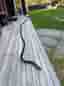 Nordic Strength battle rope svart träningsrep