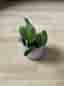 Philodendron melanochrysum