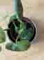 Philodendron melanochrysum
