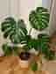 Monstera växt i korgkruka