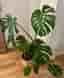 Monstera växt i korgkruka