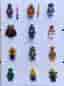 LEGO Ninjago minifigurer