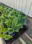Hosta/Funkia 'Francee' perenn skuggväxt