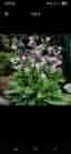 Hosta/Funkia 'Francee' perenn skuggväxt