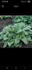 Hosta/Funkia 'Francee' perenn skuggväxt