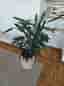 Stor grön växt, doftdracena