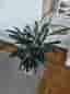 Stor grön växt, doftdracena
